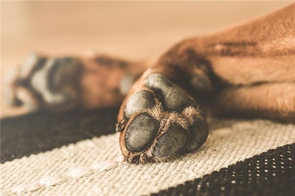 Dreaming of animal claws