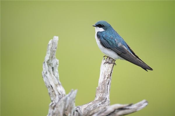 What does it mean to dream of birds? What does it mean to dream of birds?