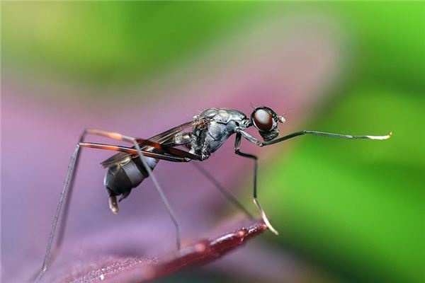 What does it mean to dream of ants? What does it mean to dream of ants?