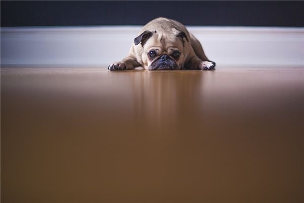 What does it mean to dream of a dog eating poop?