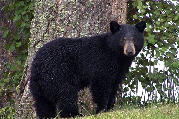 What does it mean to dream of a bear?