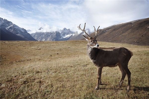 What does it mean to dream of reindeer? What does it mean to dream of reindeer?