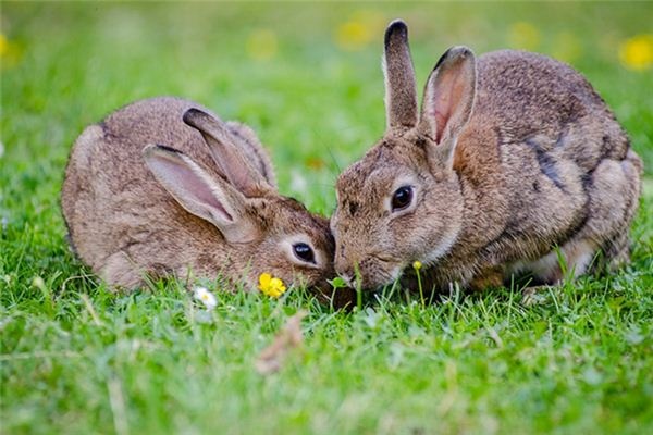 What does it mean to dream of rabbits? What does it mean to dream of rabbits?