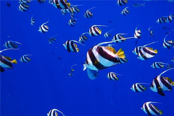 What does it mean to dream of many fish? What does it mean to dream of many fish?
