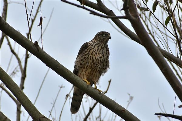 What does it mean to dream of a hawk? What does it mean to dream of a hawk?
