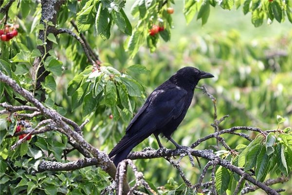What does it mean to dream of catching crows? What does it mean to dream of catching crows?