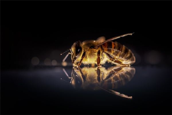What does it mean to dream of being stung by a bee? What does it mean to dream of being stung by a bee?