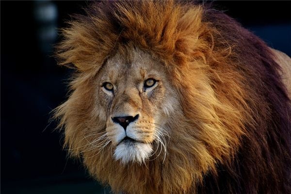 What does it mean to dream of a lion?