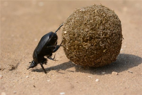 What does it mean to dream of a mantis? What does it mean to dream of a mantis?