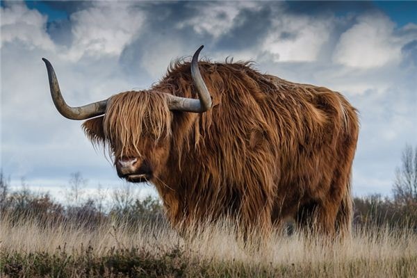 What does it mean to dream of a cow eating a person? What does it mean to dream of a cow eating a person?
