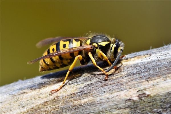 What does it mean to dream of wasps? What does it mean to dream of wasps?
