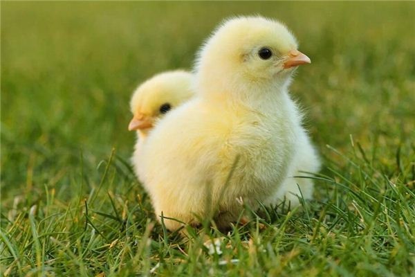 Dreaming of chicks