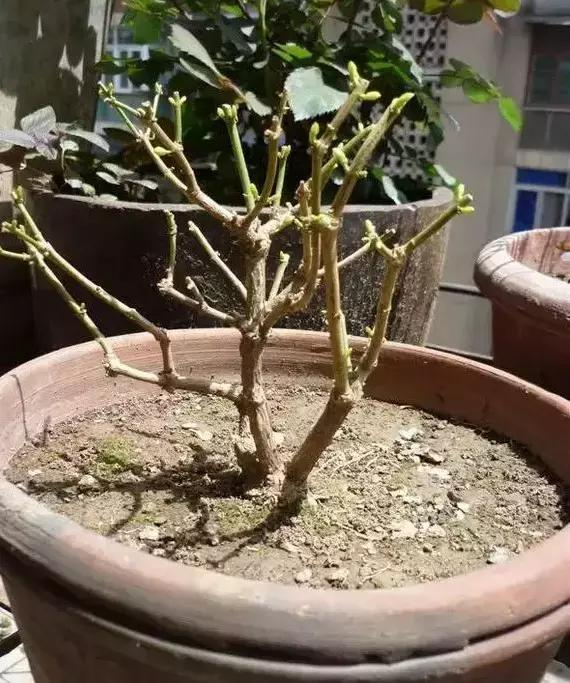 Spring pruning of flowers and trees: do it right! - SO2X