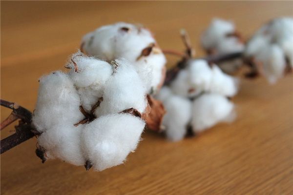What does it mean to dream of cotton? What does it mean to dream of cotton?