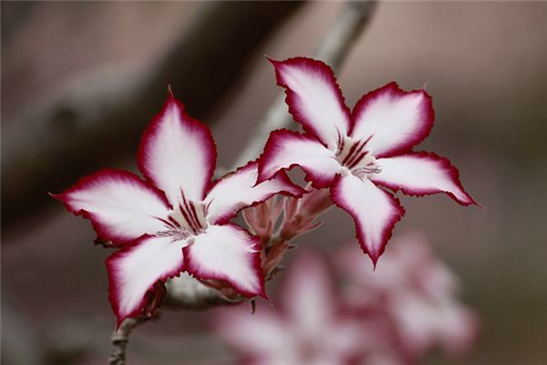 What does it mean to dream of herbaceous plants? What does it mean to dream of herbaceous plants?