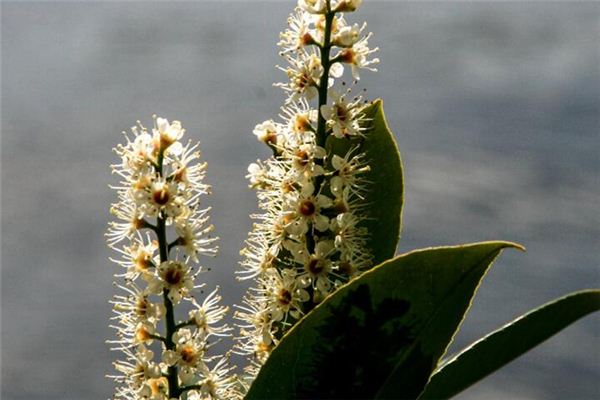 What does it mean to dream of laurel flowers? What does it mean to dream of laurel flowers?