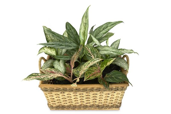 What does it mean to dream of evergreen plants? What does it mean to dream of evergreen plants?