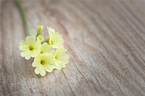 What does it mean to dream of forsythia? What does it mean to dream of forsythia?