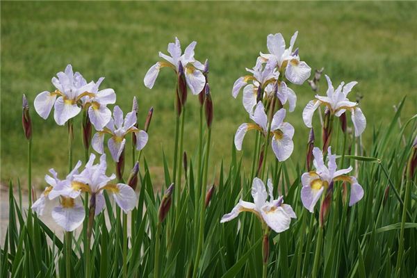 What does it mean to dream of calamus? What does it mean to dream of calamus?