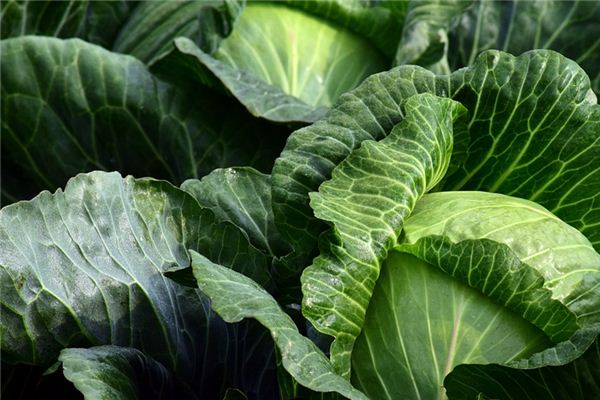 What does it mean to dream of cabbage? What does it mean to dream of cabbage?