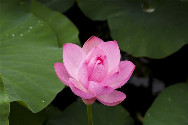 What does it mean to dream of lotus flowers? What does it mean to dream of lotus flowers?