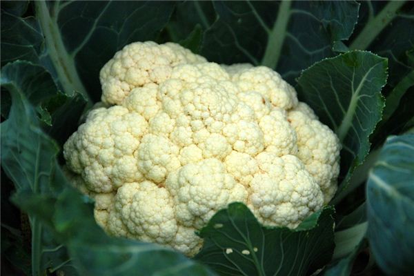 What does it mean to dream of cauliflower? What does it mean to dream of cauliflower?