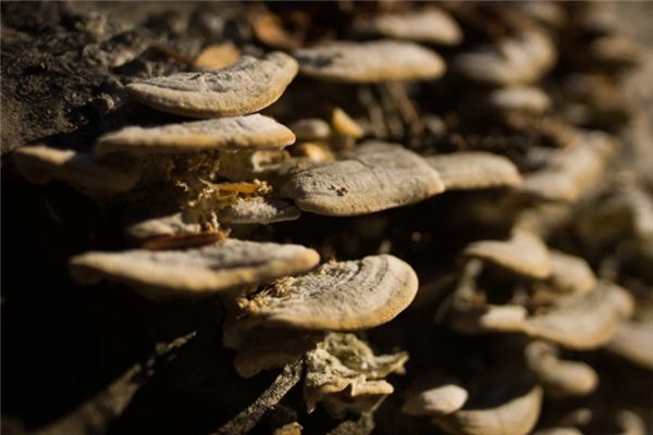 What does it mean to dream of wood ear fungus? What does it mean to dream of wood ear fungus?