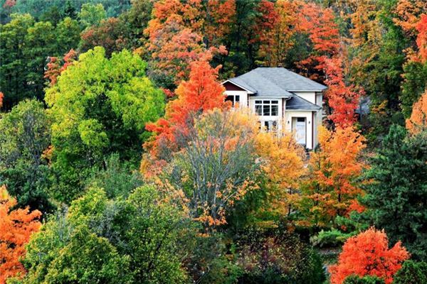 What does it mean to dream of a tree growing in the house? What does it mean to dream of a tree growing in the house?