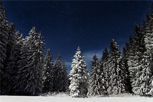 What does it mean to dream of a pine forest? What does it mean to dream of a pine forest?