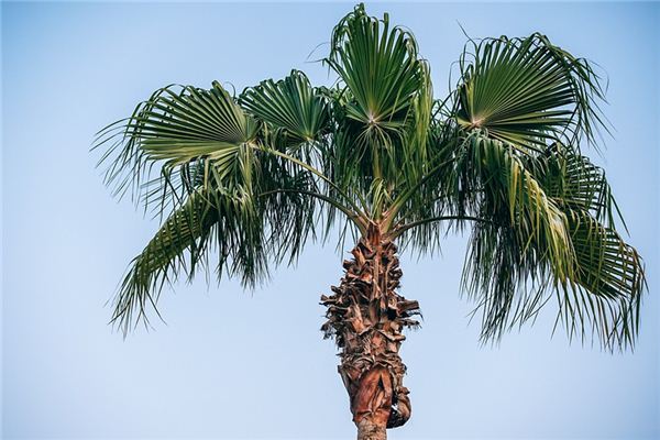 What does it mean to dream of a parasol tree? What does it mean to dream of a parasol tree?
