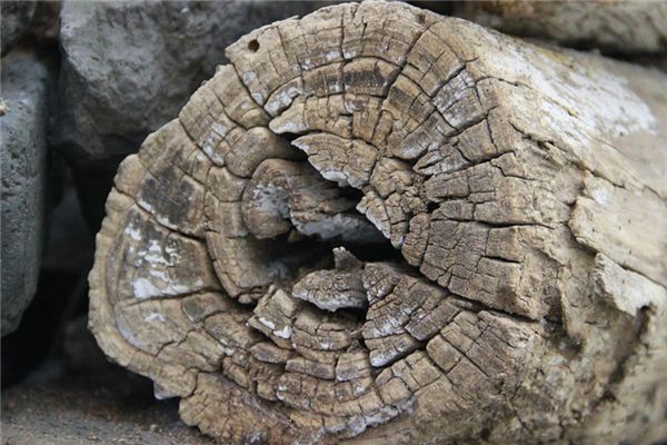 What does it mean to dream of dead wood? What does it mean to dream of dead wood?