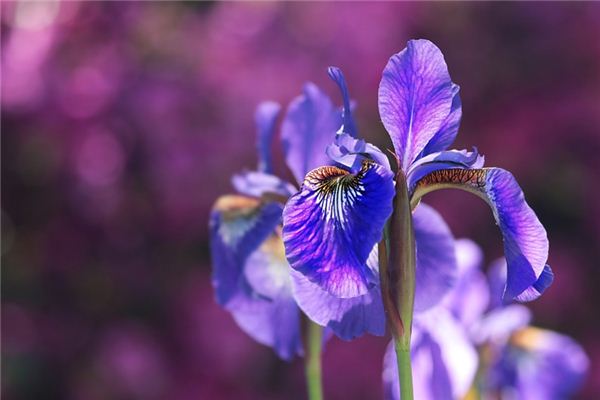 What does it mean to dream of irises? What does it mean to dream of irises?