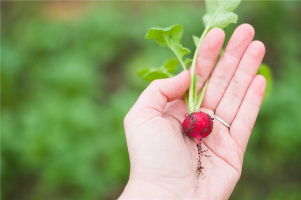 What does it mean to dream of radishes? What does it mean to dream of radishes?