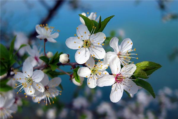 What does it mean to dream of cherry blossoms in full bloom? What does it mean to dream of cherry blossoms in full bloom?