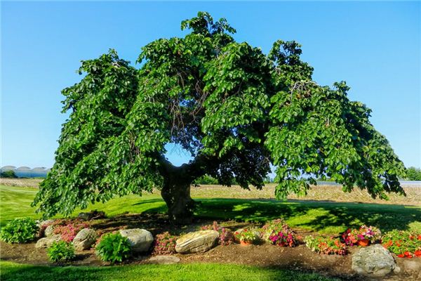 What does it mean to dream of an elm tree? What does it mean to dream of an elm tree?