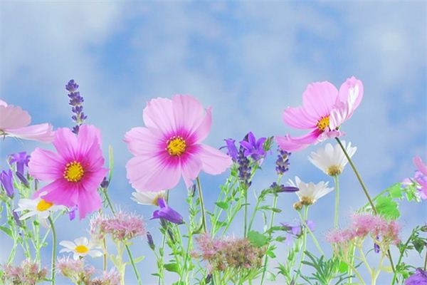 What does it mean to dream of picking flowers? What does it mean to dream of picking flowers?