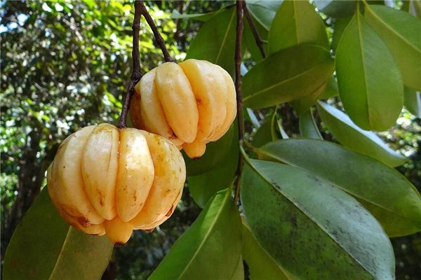 Dreaming of tamarind trees and tamarind