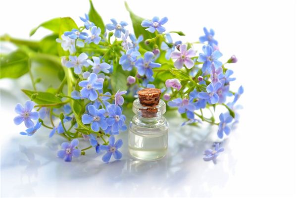 What does it mean to dream of forget-me-nots? What does it mean to dream of forget-me-nots?