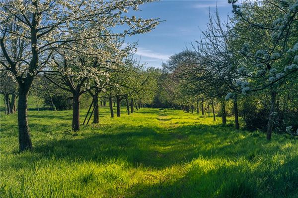 What does it mean to dream of fruit trees? What does it mean to dream of fruit trees?