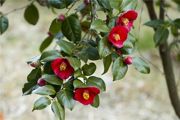 What does it mean to dream of camellias blooming? What does it mean to dream of camellias blooming?