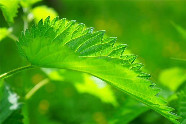 What does it mean to dream of hemp? What does it mean to dream of hemp?