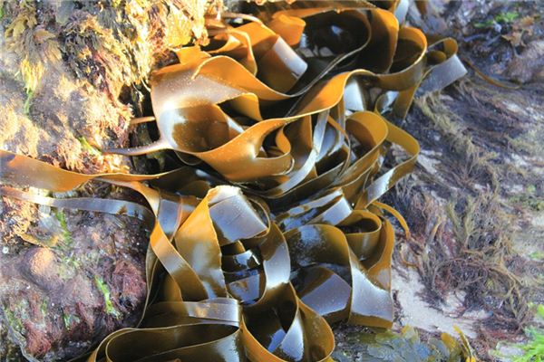 What does it mean to dream of seaweed? What does it mean to dream of seaweed?