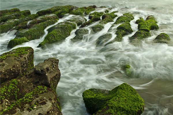 What does it mean to dream of algae? What does it mean to dream of algae?