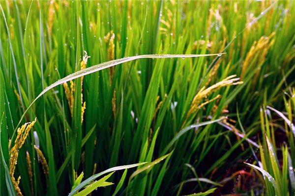 What does it mean to dream of grains? What does it mean to dream of grains?