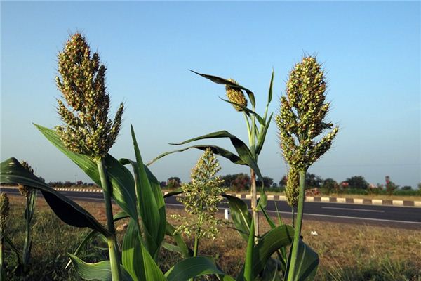 What does it mean to dream of sorghum? What does it mean to dream of sorghum?