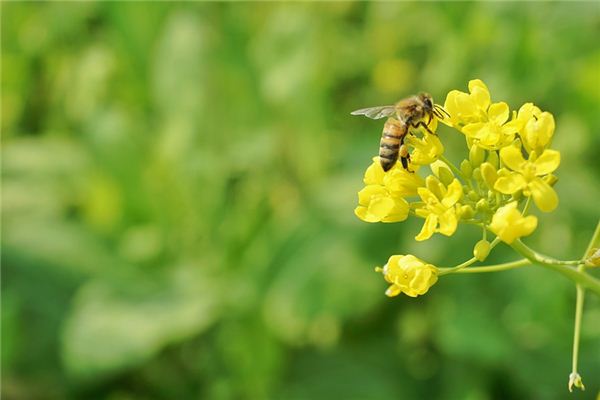 What does it mean to dream of rapeseed flowers? What does it mean to dream of rapeseed flowers?
