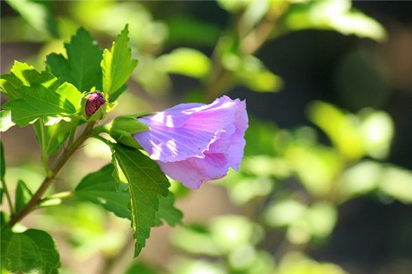 What does it mean to dream of hibiscus flowers? What does it mean to dream of hibiscus flowers?