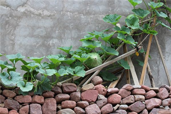 What does it mean to dream of melon vines? What does it mean to dream of melon vines?