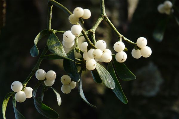 What does it mean to dream of mistletoe? What does it mean to dream of mistletoe?