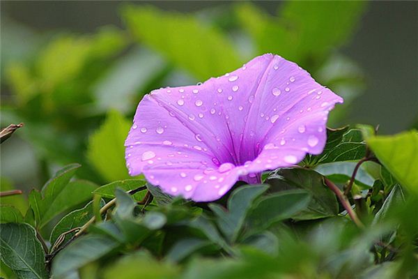 What does it mean to dream of morning glories? What does it mean to dream of morning glories?